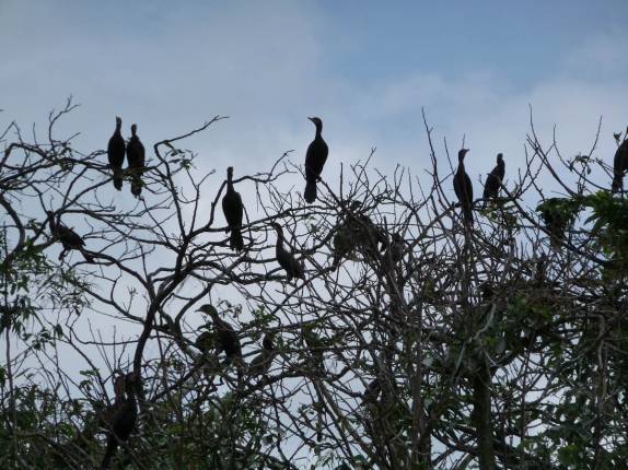 Ilha dos Pássaros, no caminho para Livingston, no litoral da Guatemala
